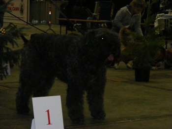 Elsa Dog Show Décembre 2009