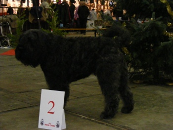 Gabin Bruxelles Dog Show